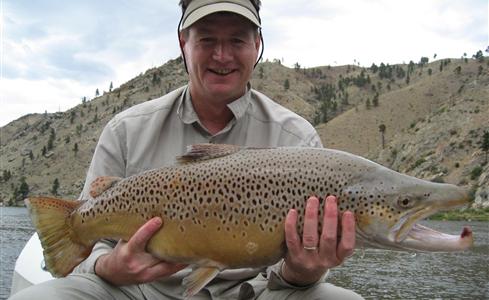 31 inch brown trout. September. Missouri River. Caught by John Hanlon